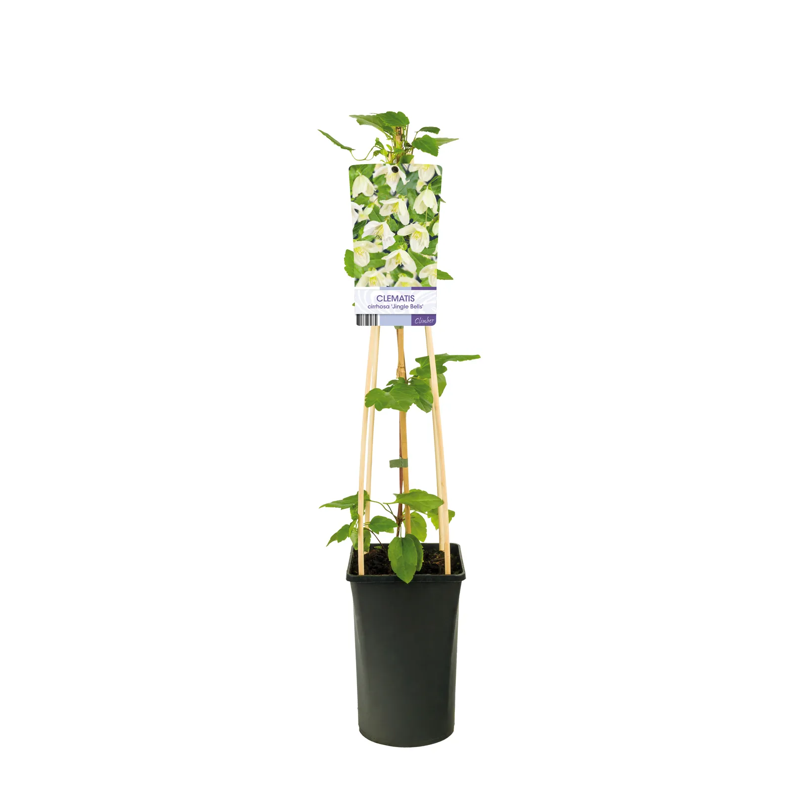 Cirrhosa-klematis 'Jingle Bells' - bild 2
