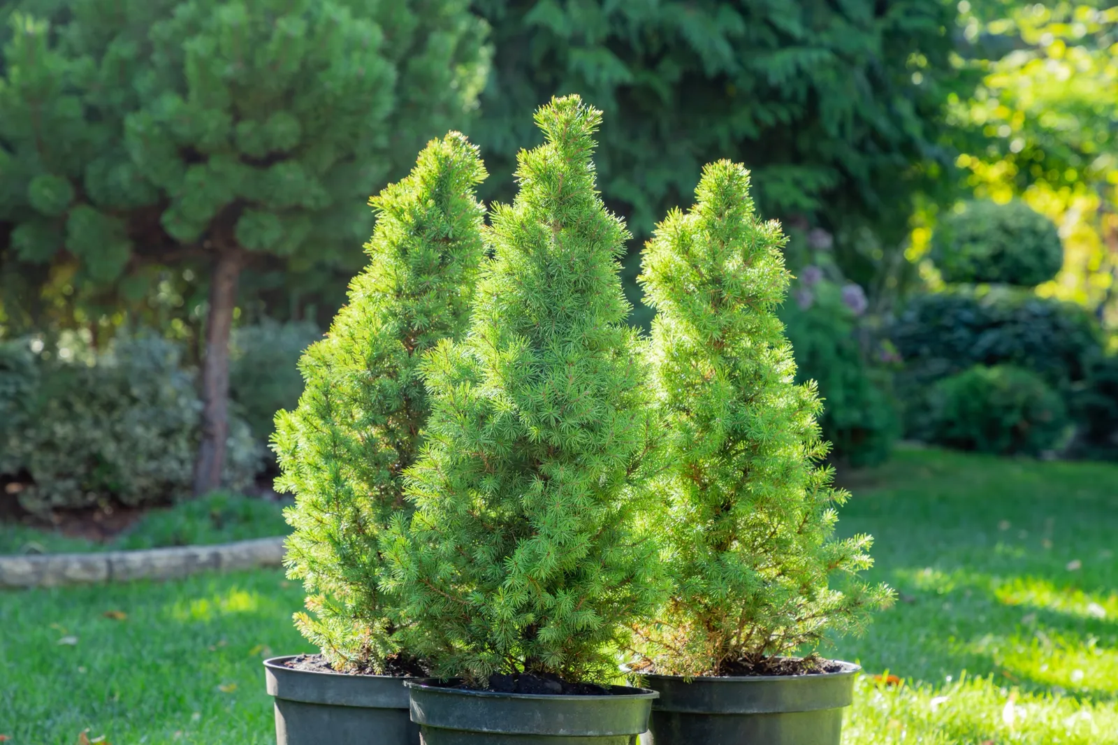 Sockertoppsgran, 40-50 cm - bild 6