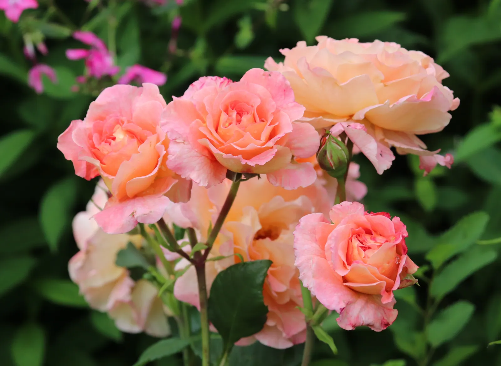 Tehybridros AUGUSTA LUISE ('Tangust'PBR) - bild 6