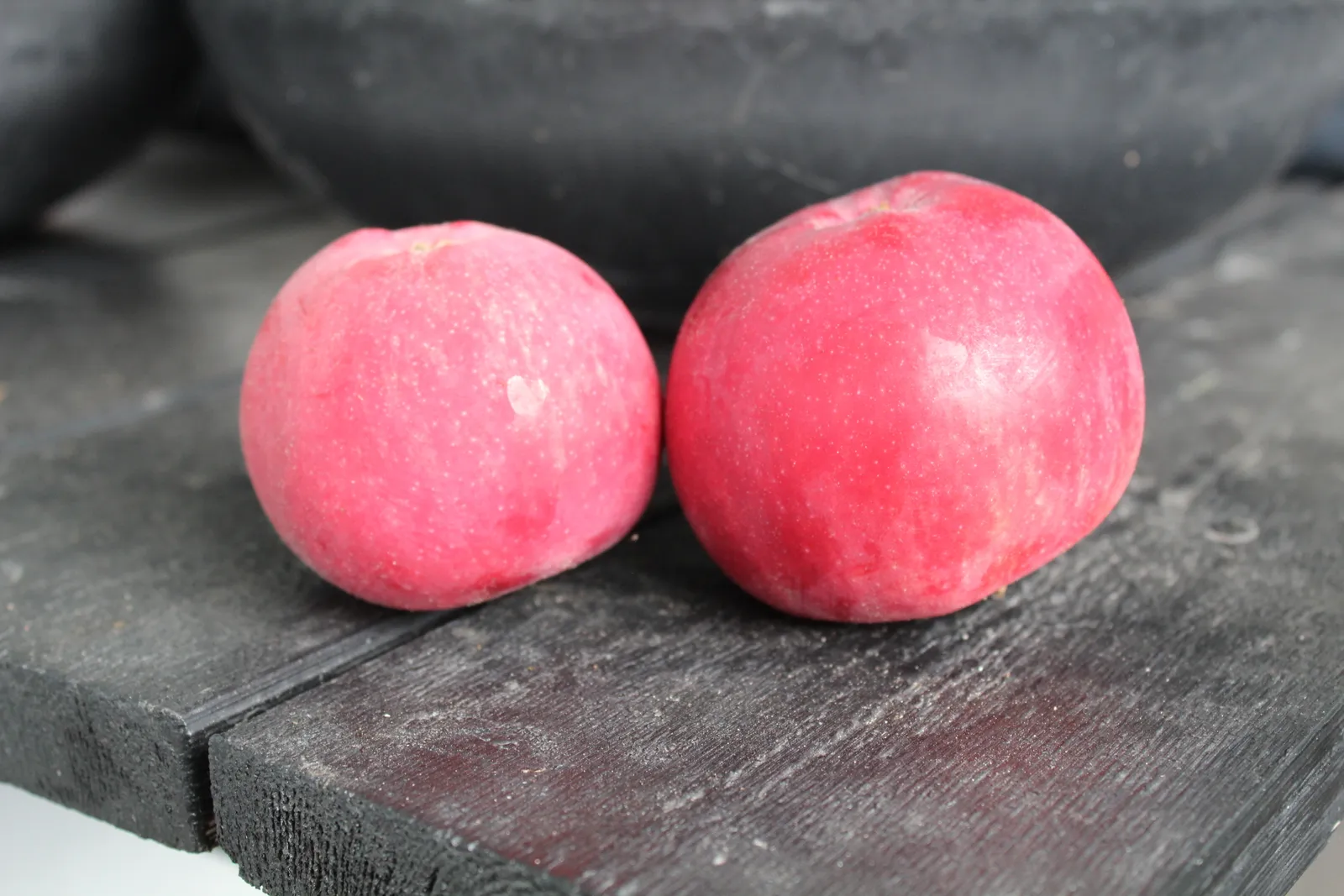 Äpple RÖD MELBA E ('Melred') - bild 4