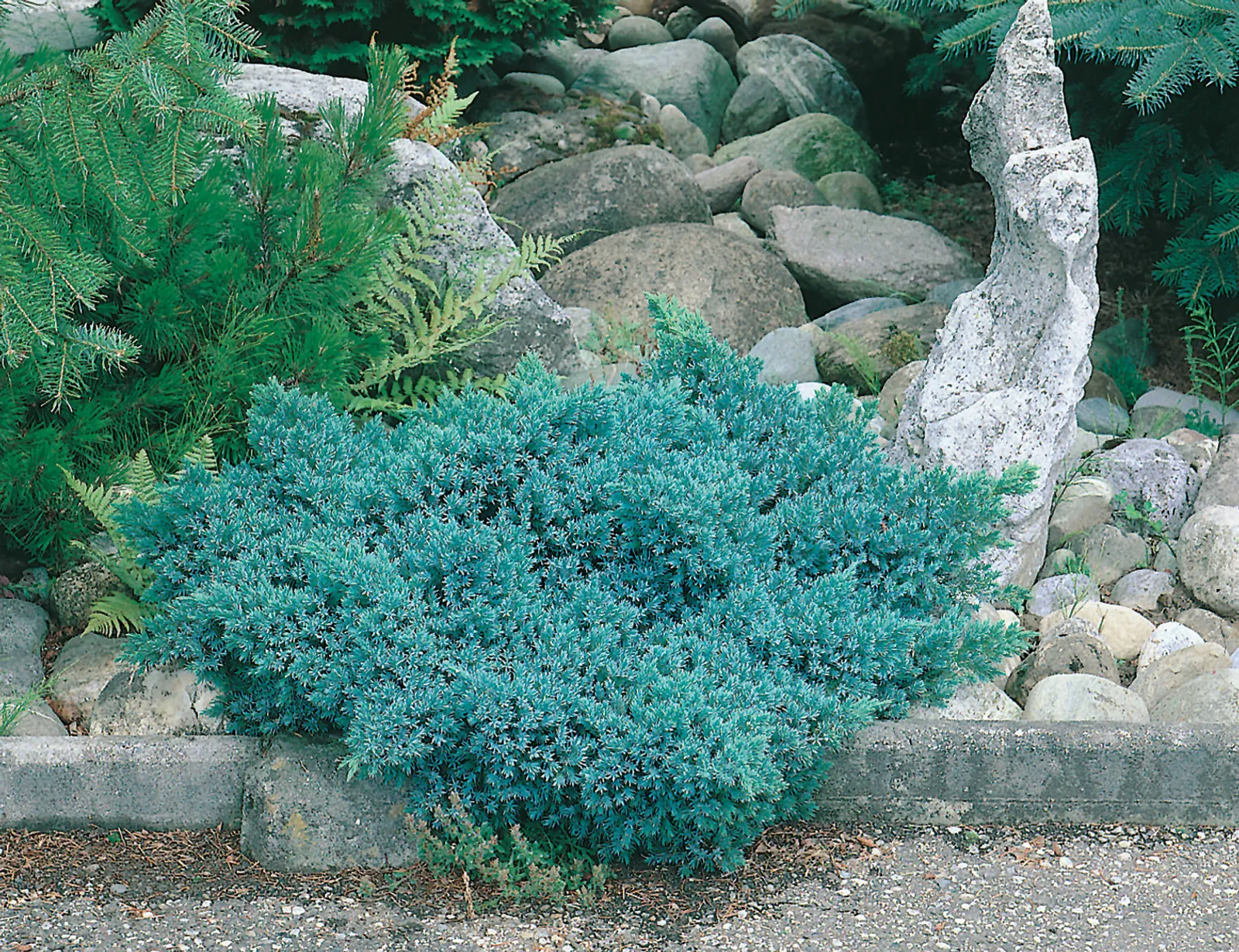 Himalaya-en 'Blue Star', 20-25 cm - bild 1
