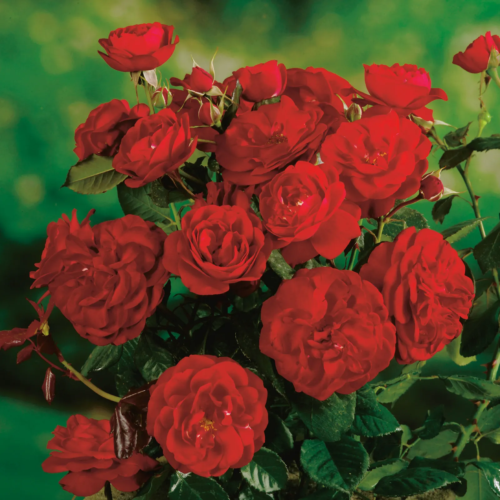 Floribundaros CARL PHILIP ('Korpeahn') - bild 1