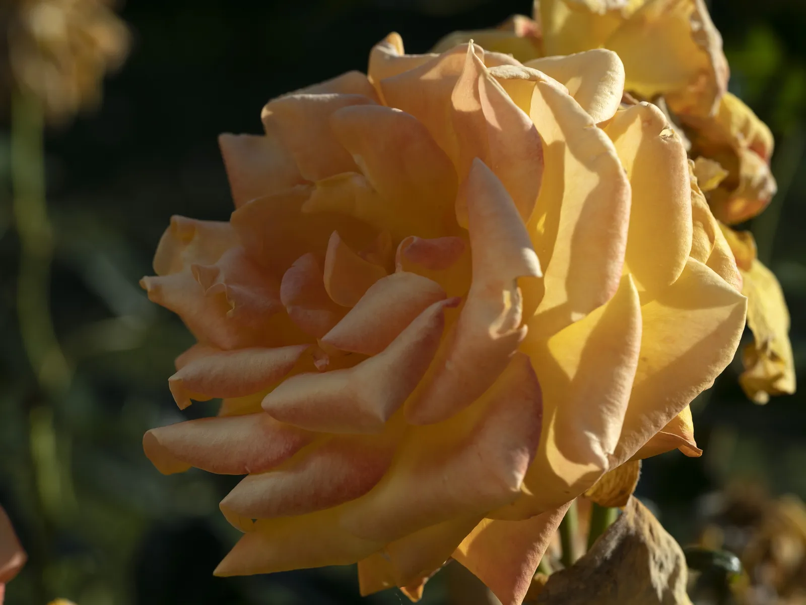 Tehybridros 'Amber Flush' - bild 3