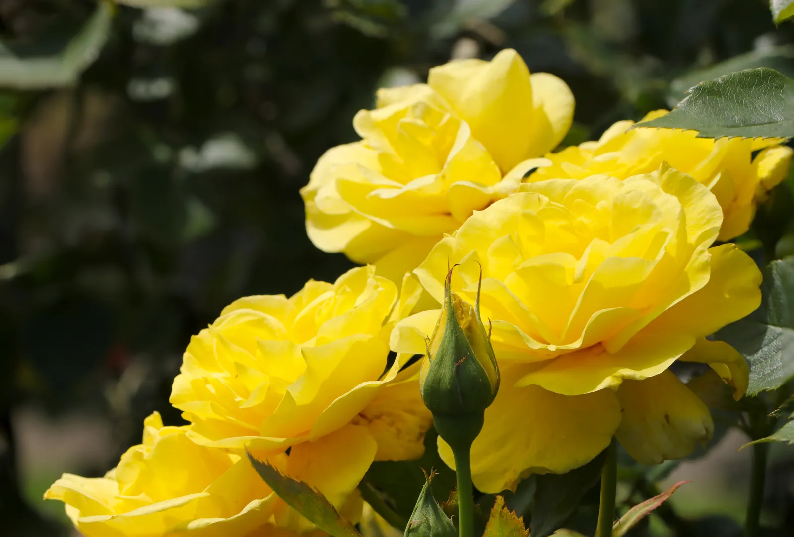 Floribundaros FRIESIA® ('Korresia') - bild 4