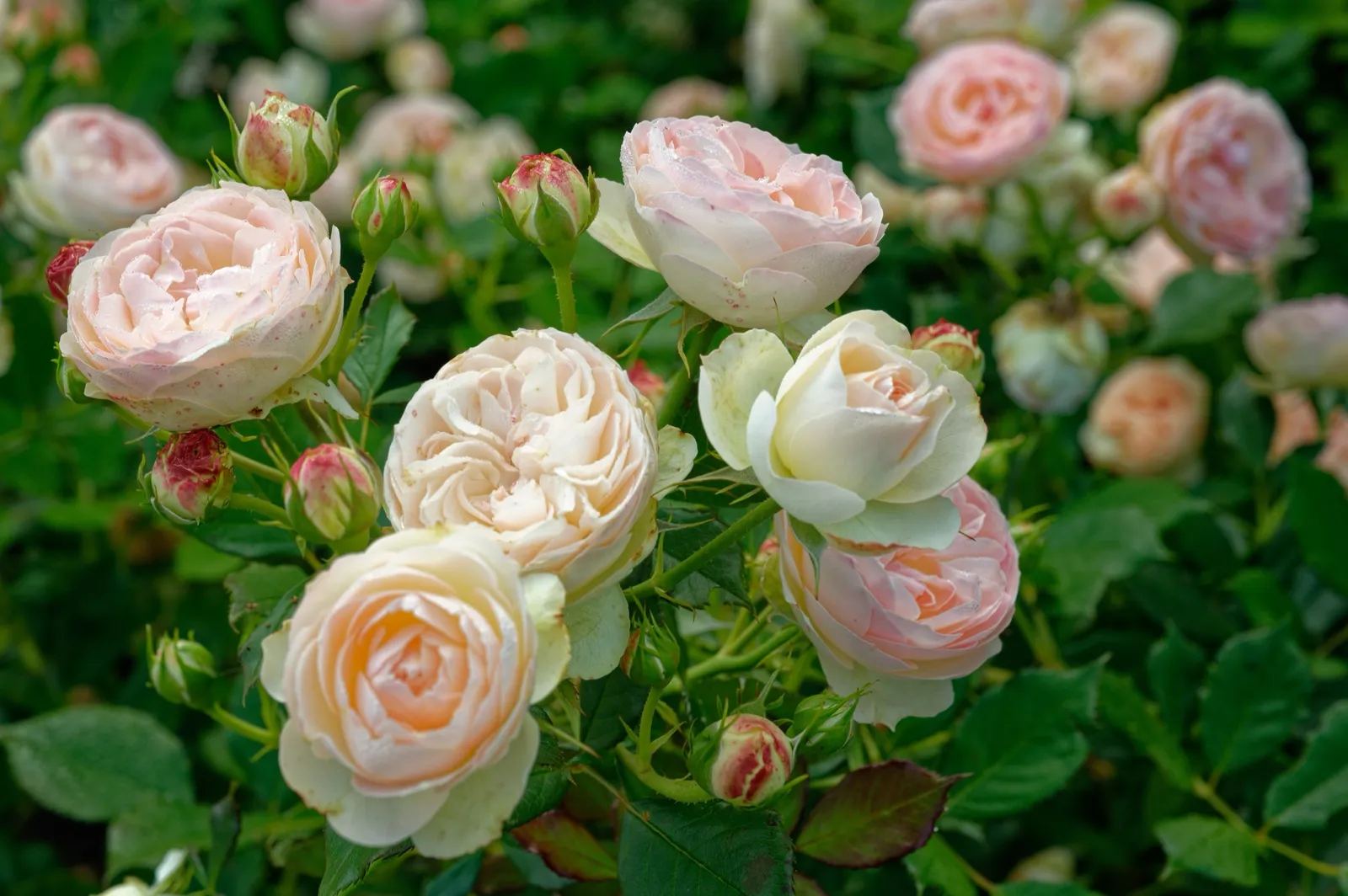 Floribundaros PASTELLA ('Tan98130'PBR) - bild 5