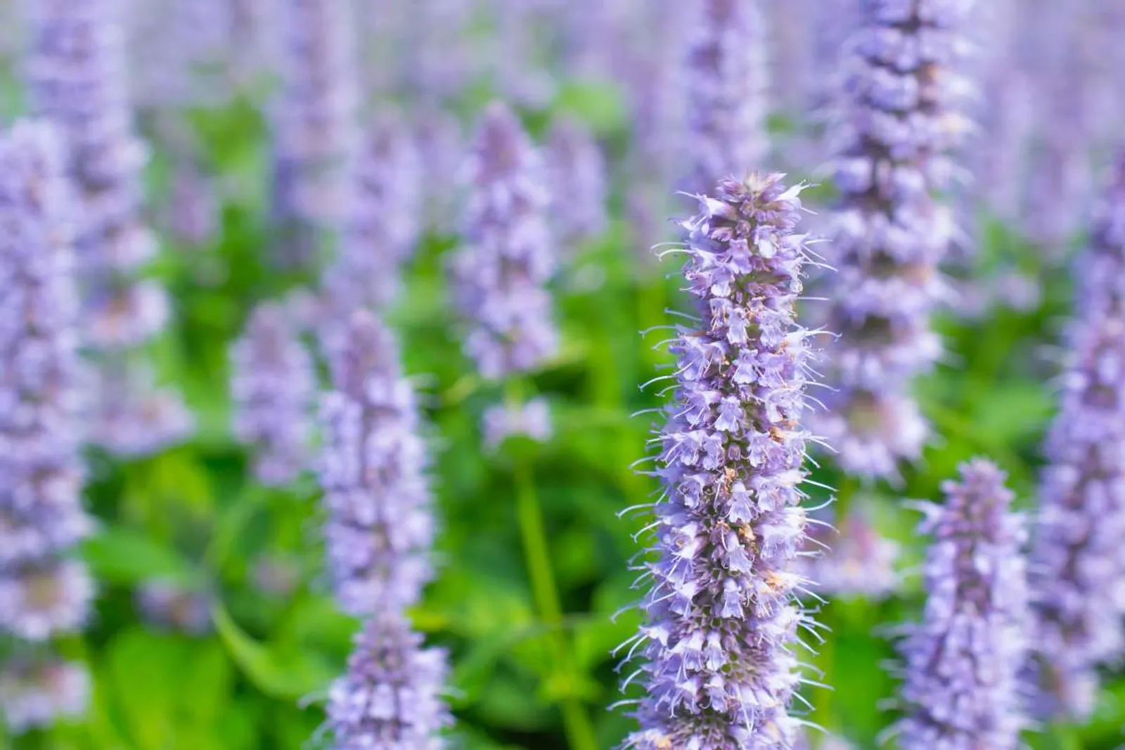 Anisört 'Blue Fortune' med blålila blomaxlar som doftar anis, lockar fjärilar och bin.