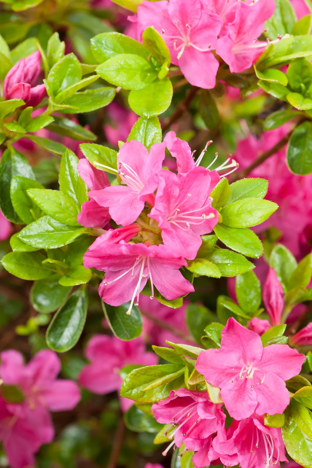 Japansk azalea "Kermesina", 20-25 cm - bild 2