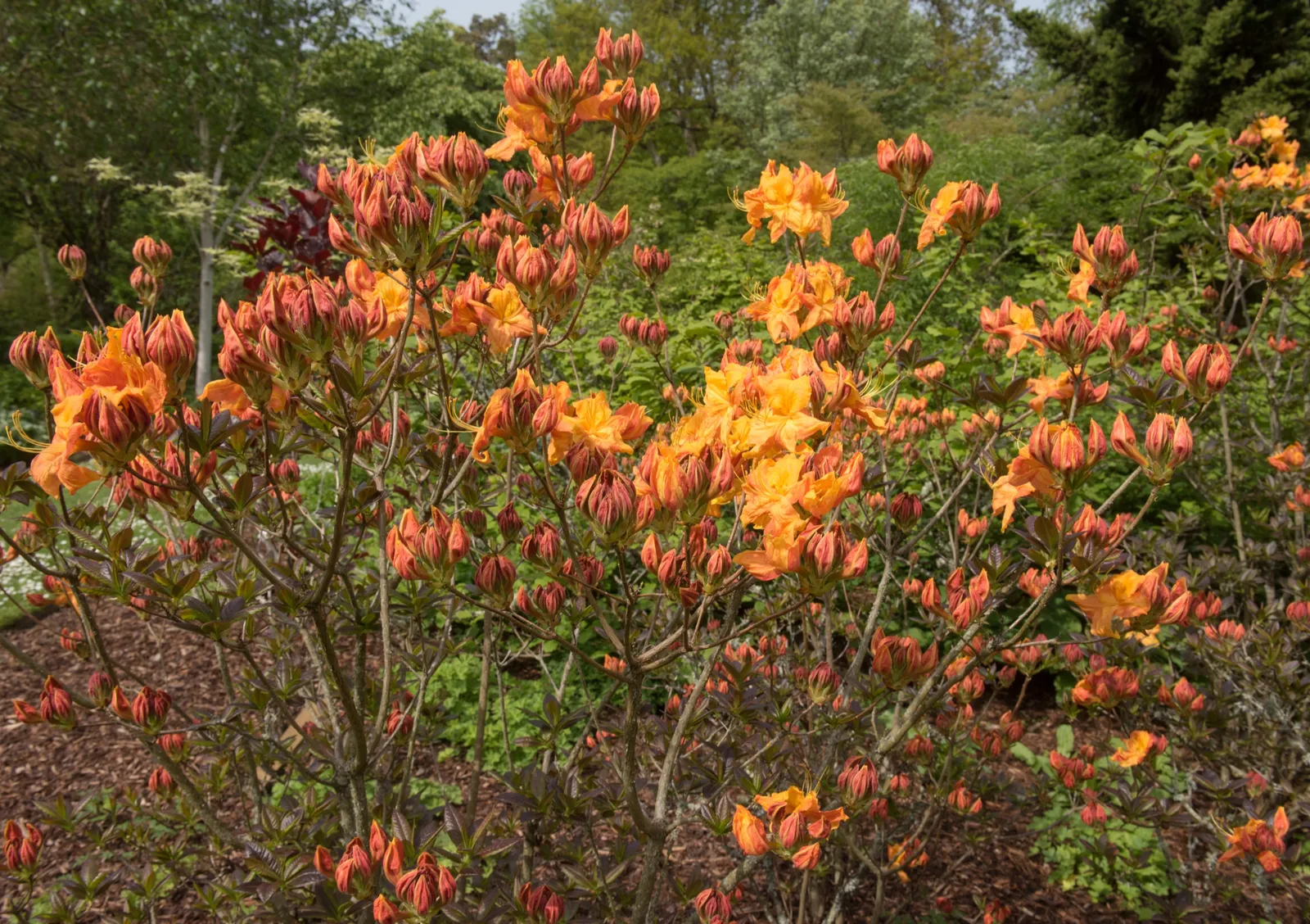 Trädgårdsazalea 'Klondyke', 30-40 cm - bild 4