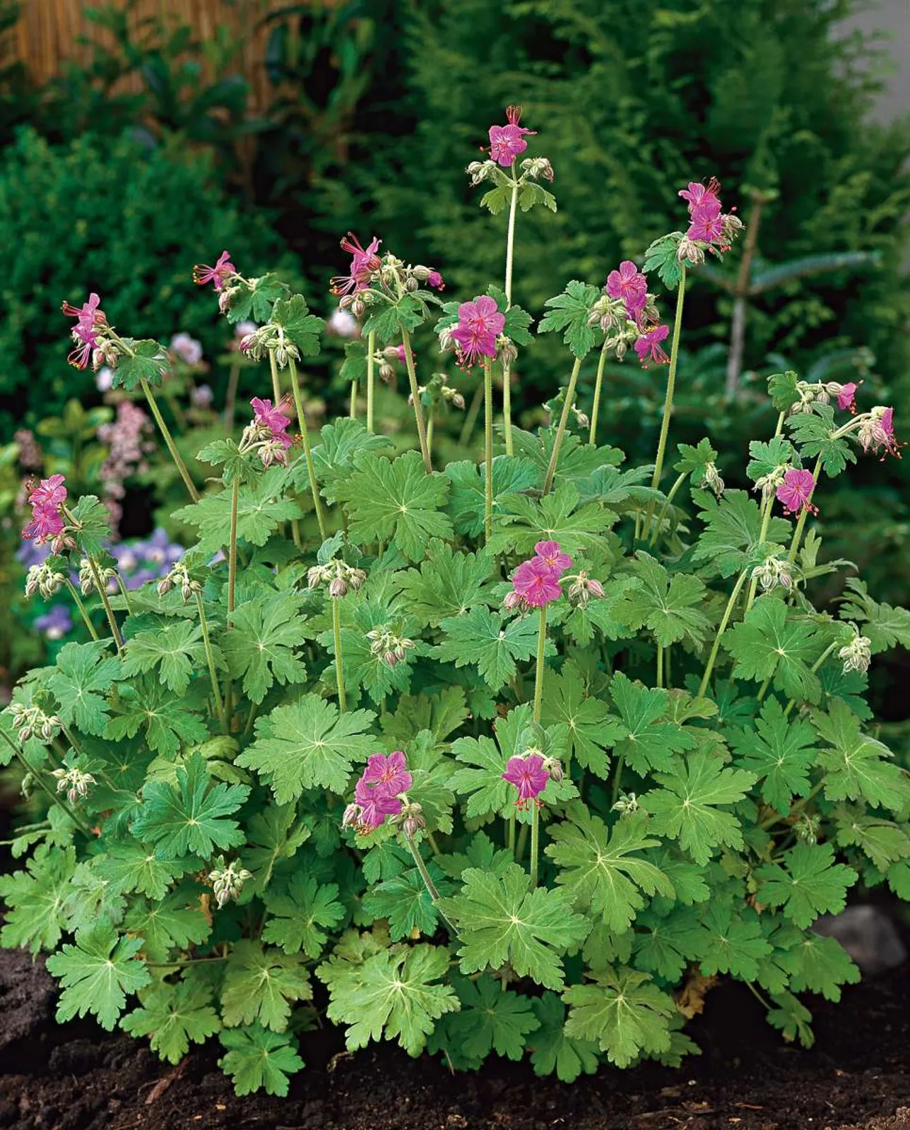 Flocknäva med rosa blommor och doftande bladverk, lättskött marktäckare för olika lägen.