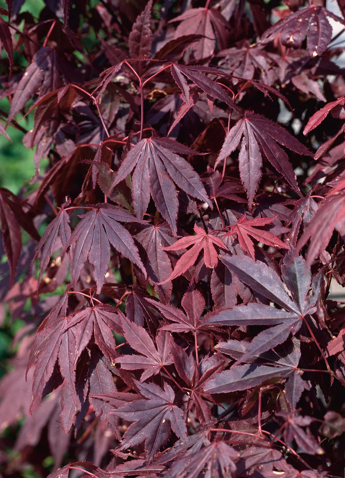 Röd japansk lönn 'Atropurpureum' - bild 2