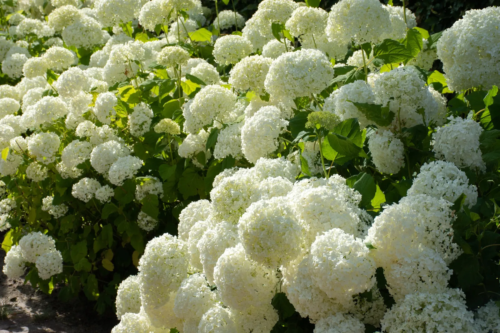 Vidjehortensia 'Annabelle' - bild 3