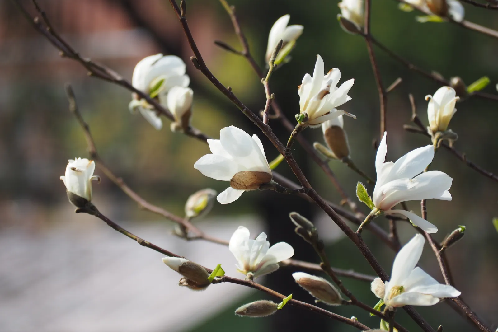 Japansk magnolia - bild 4