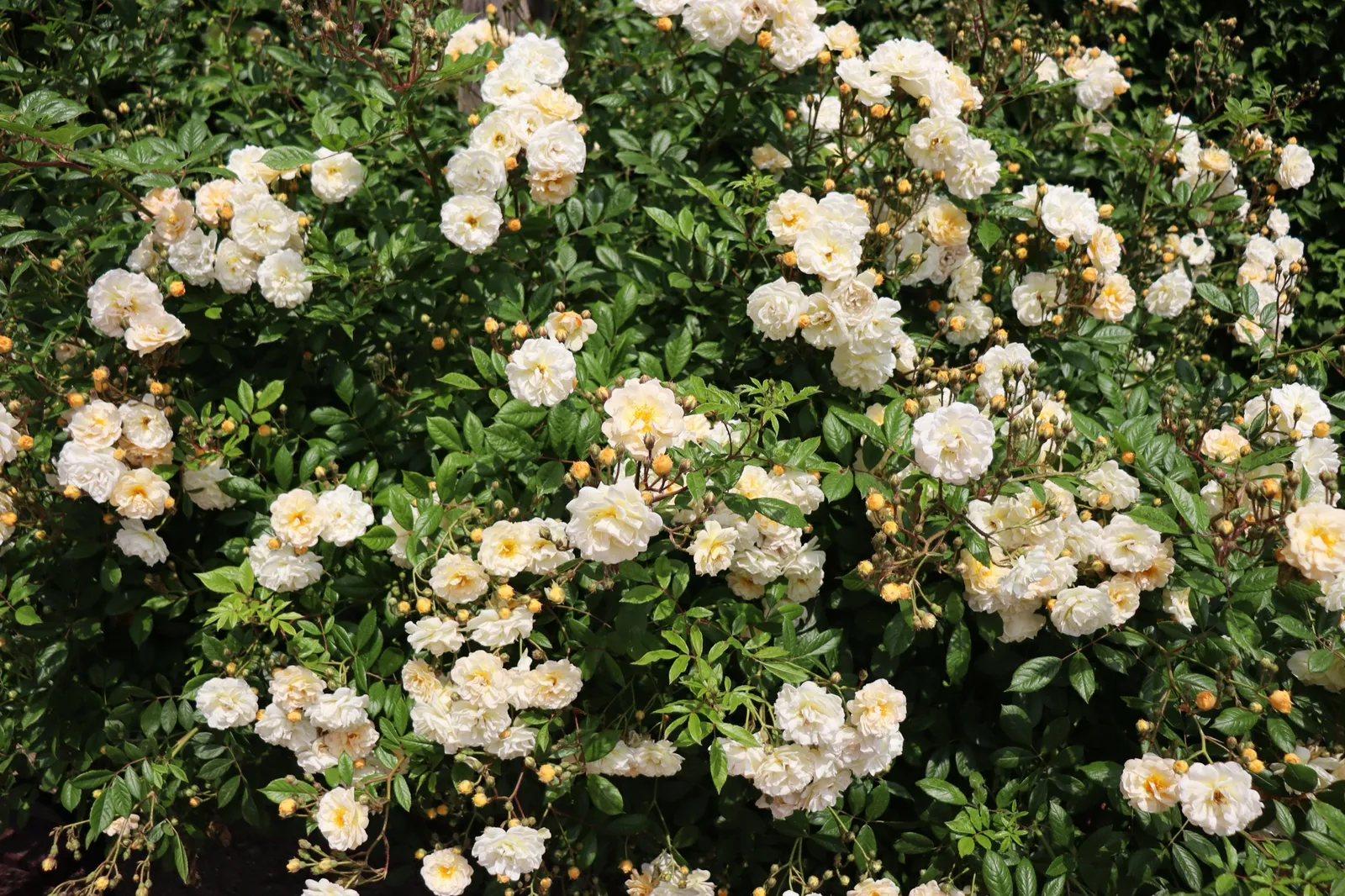 Moschata-ros 'Ghislaine de Féligonde' - bild 4