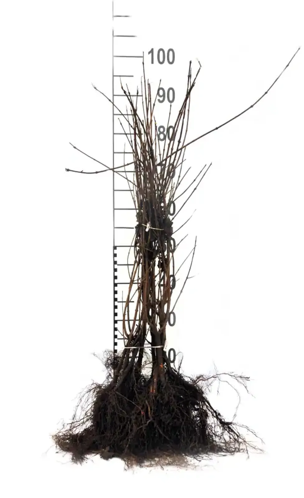 Naverlönn, 50-80 cm — detalj 4