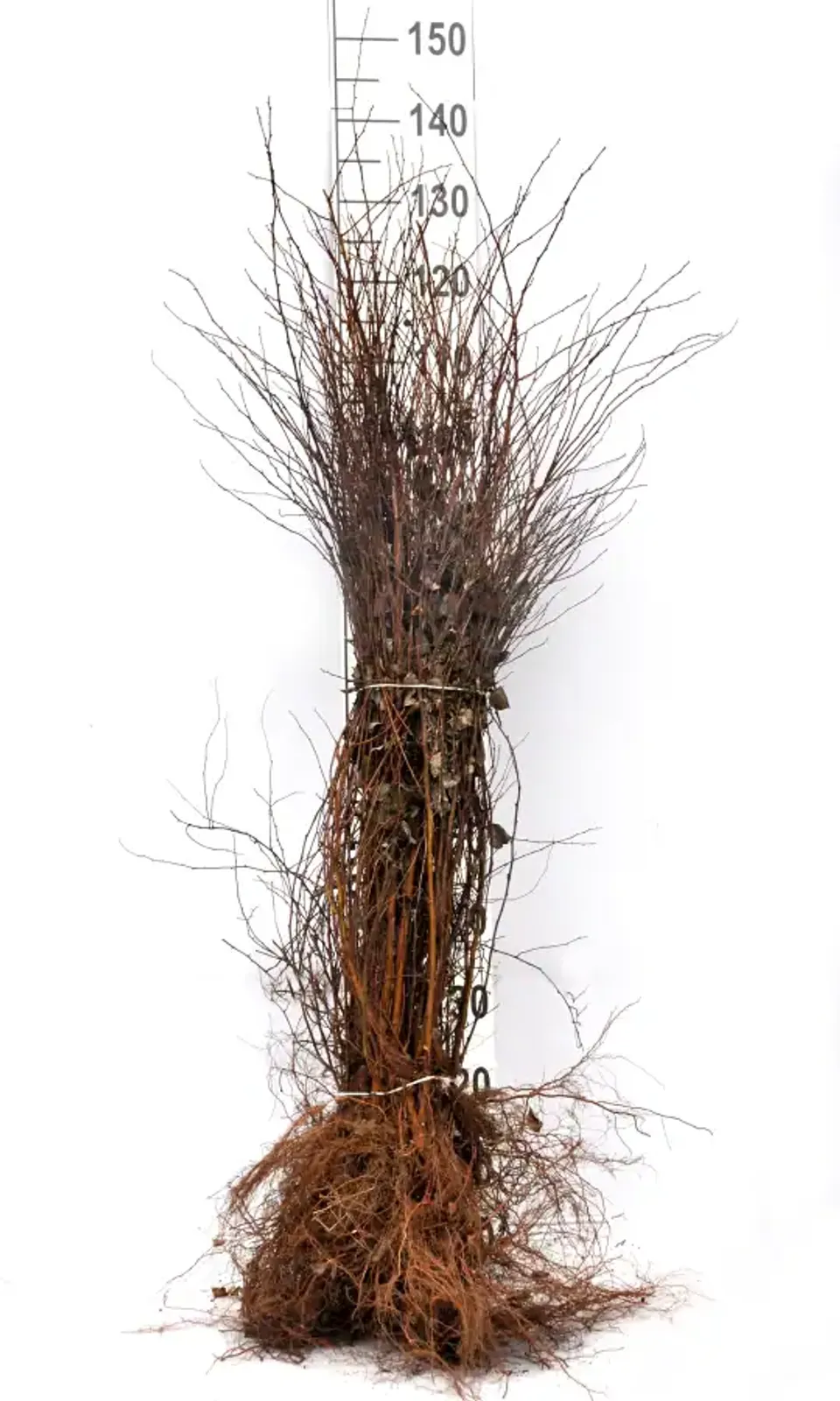 Bukettspirea, 50-80 cm — detalj 5
