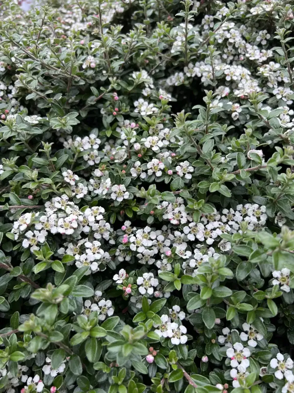 Svenskt parkoxbär 'Coral Beauty', 20-40 cm — närbild