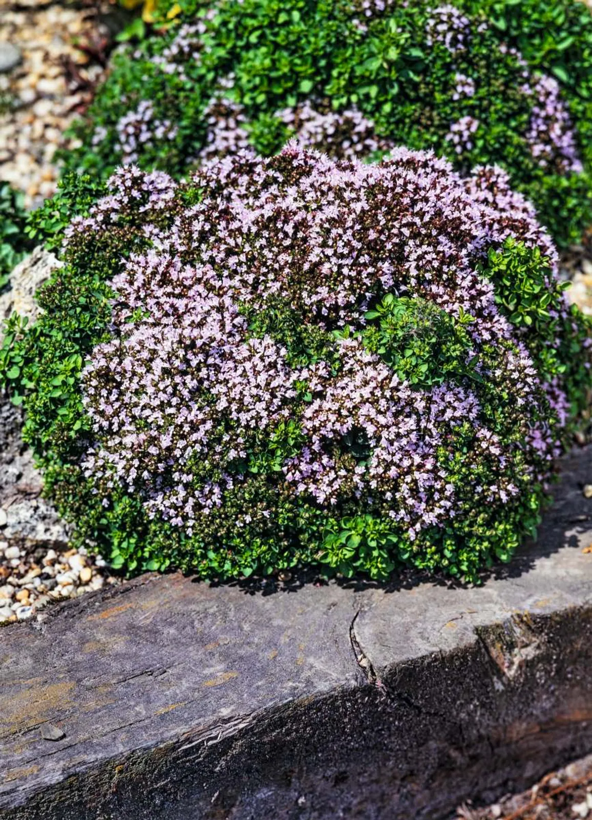 Kungsmynta Oregano 'Compactum', grön ört med lila blommor, perfekt för trädgården eller som krydda i matlagning.