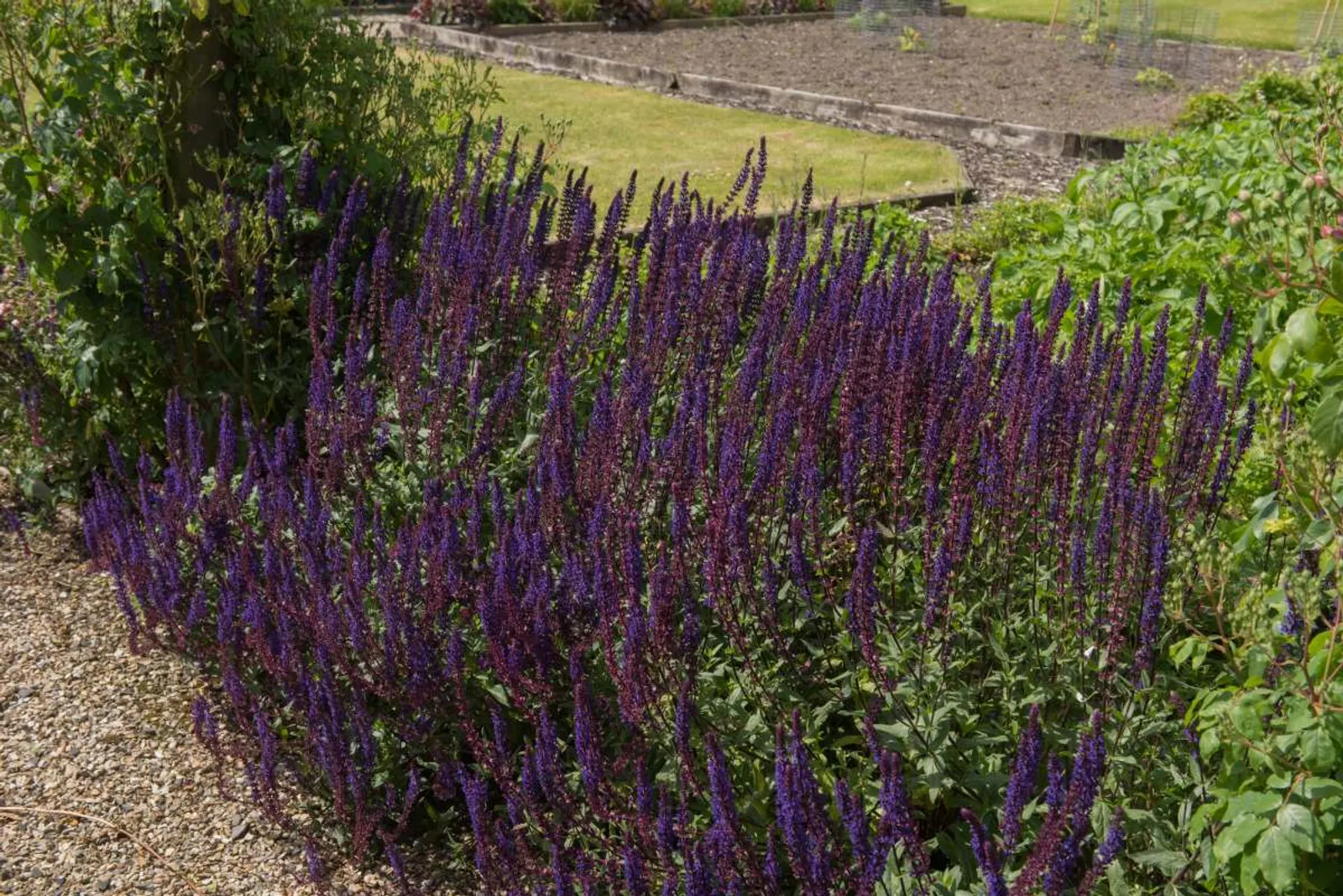 Skogssalvia 'Mainacht' med mörkblå blommor, klassisk perenn som lockar pollinerare till trädgården.