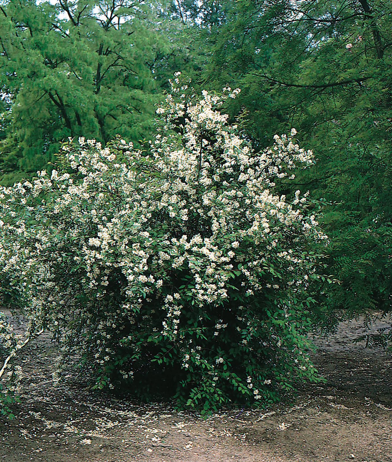 Doftschersmin - bild 1