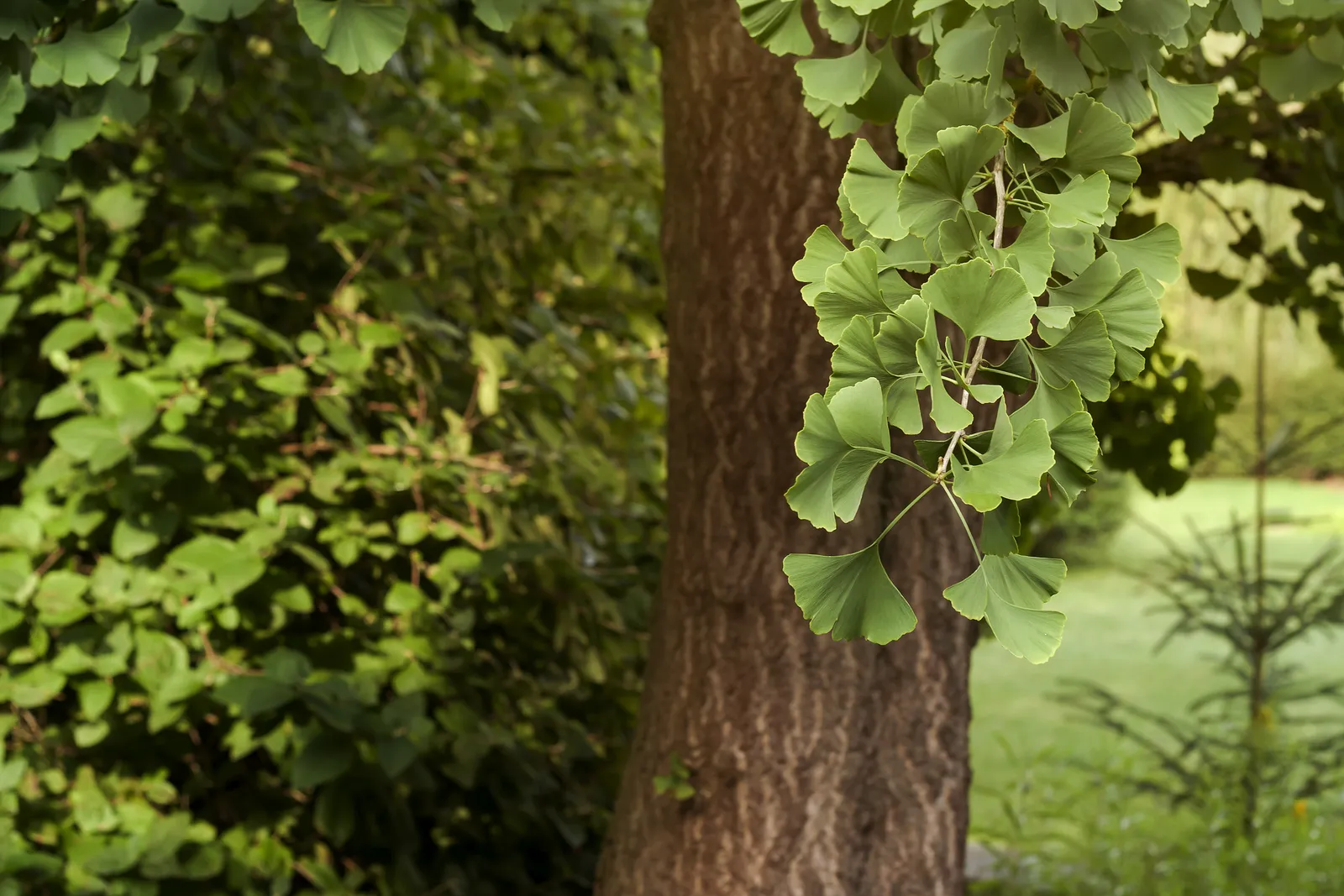 Ginkgo, 60-80 cm - bild 4