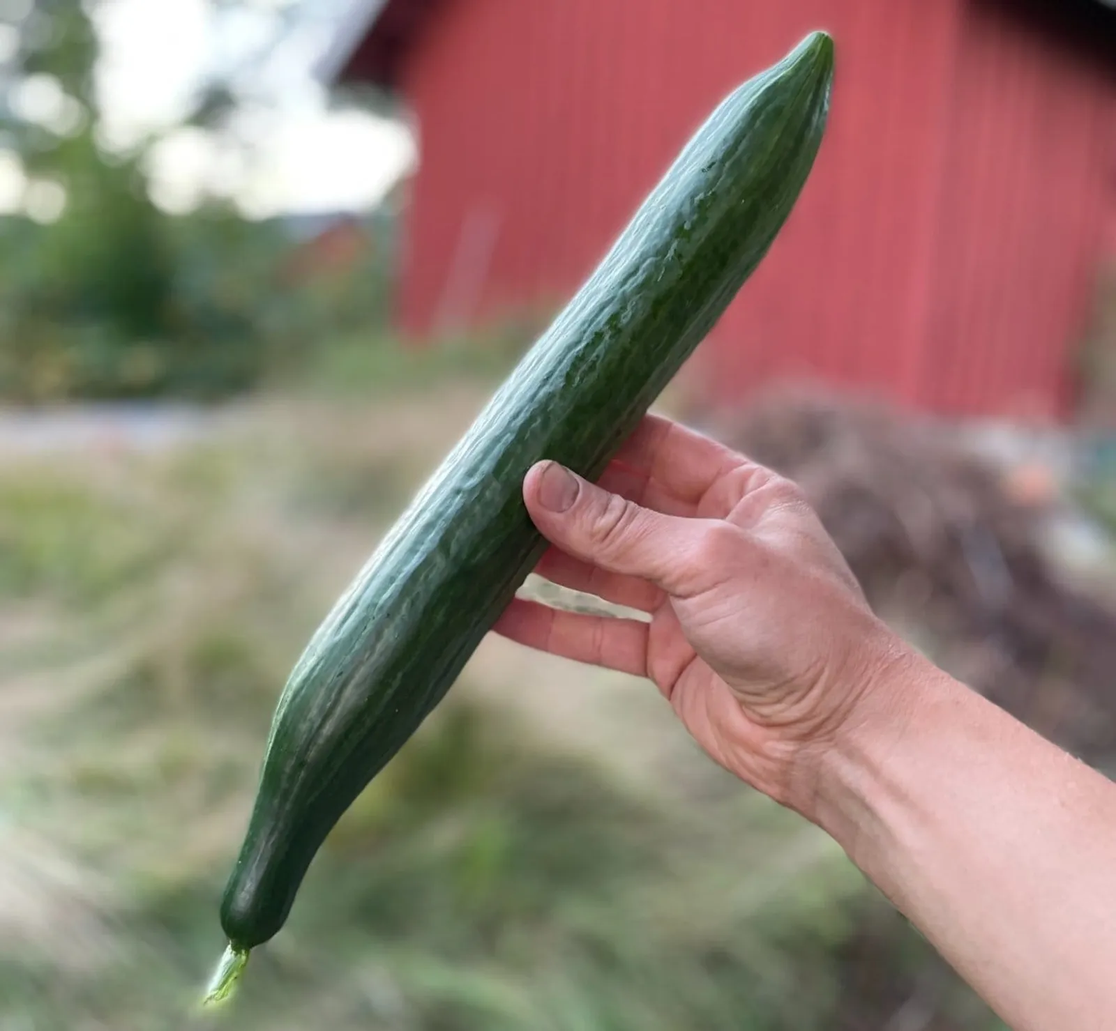 Lång grön gurka Rollison's Telegraph hålls i handen mot suddig bakgrund av natur och röd stuga
