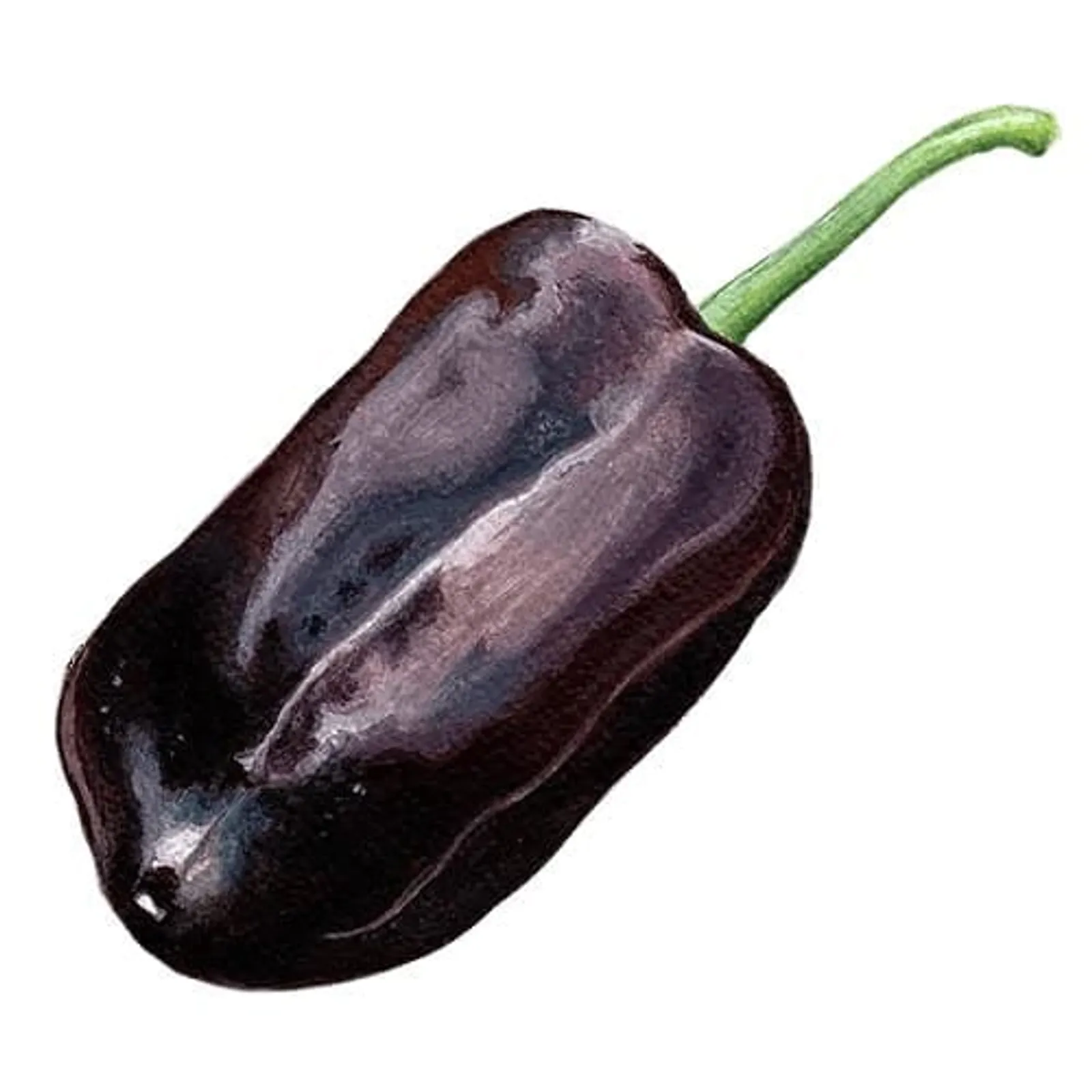 Paprika Sweet Chocolate frö — chokladbruna runda paprikor för friland