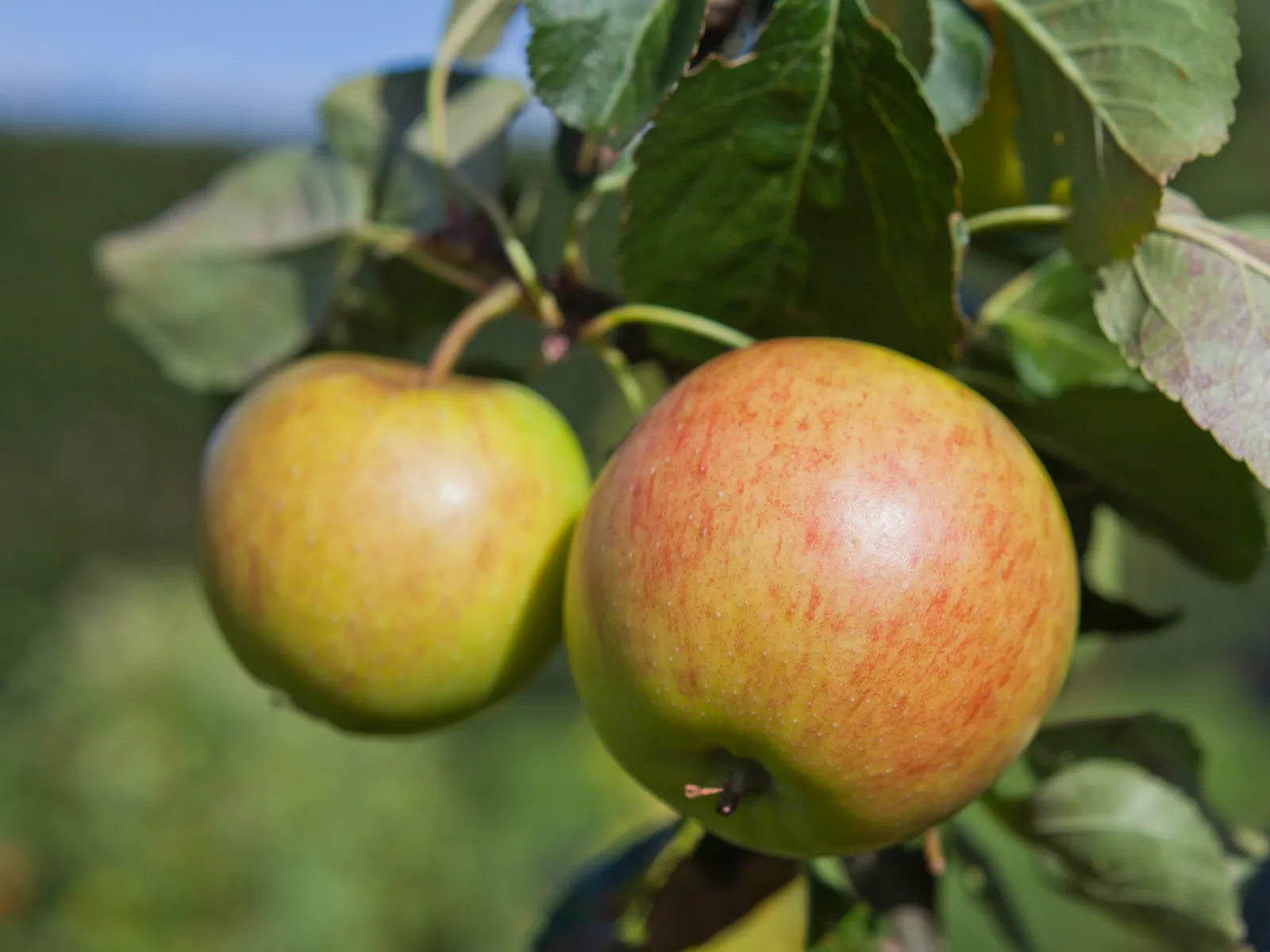 Äpple 'Filippa' E - bild 3