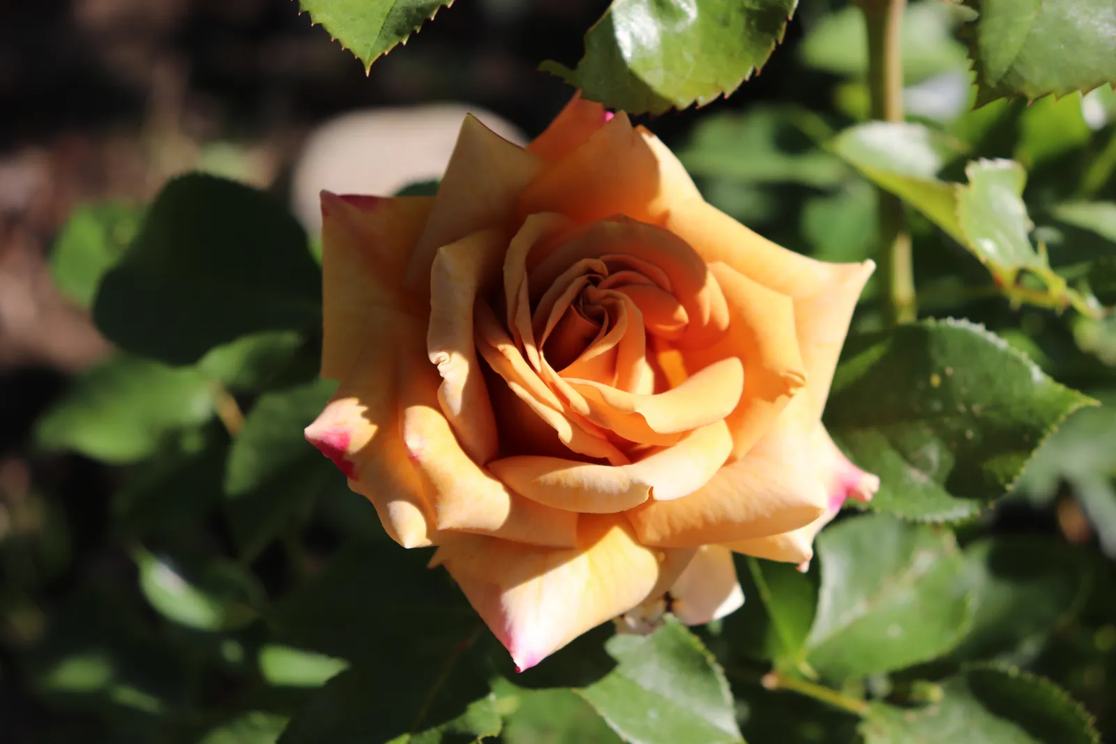 Floribundaros HONEY DIJON ('Weksproulses') - bild 5