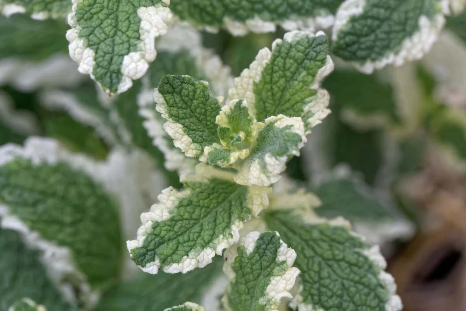 Brokbladig Äppelmynta 'Variegata' med vitbrokiga blad och äppeldoft, dekorativ kryddört.