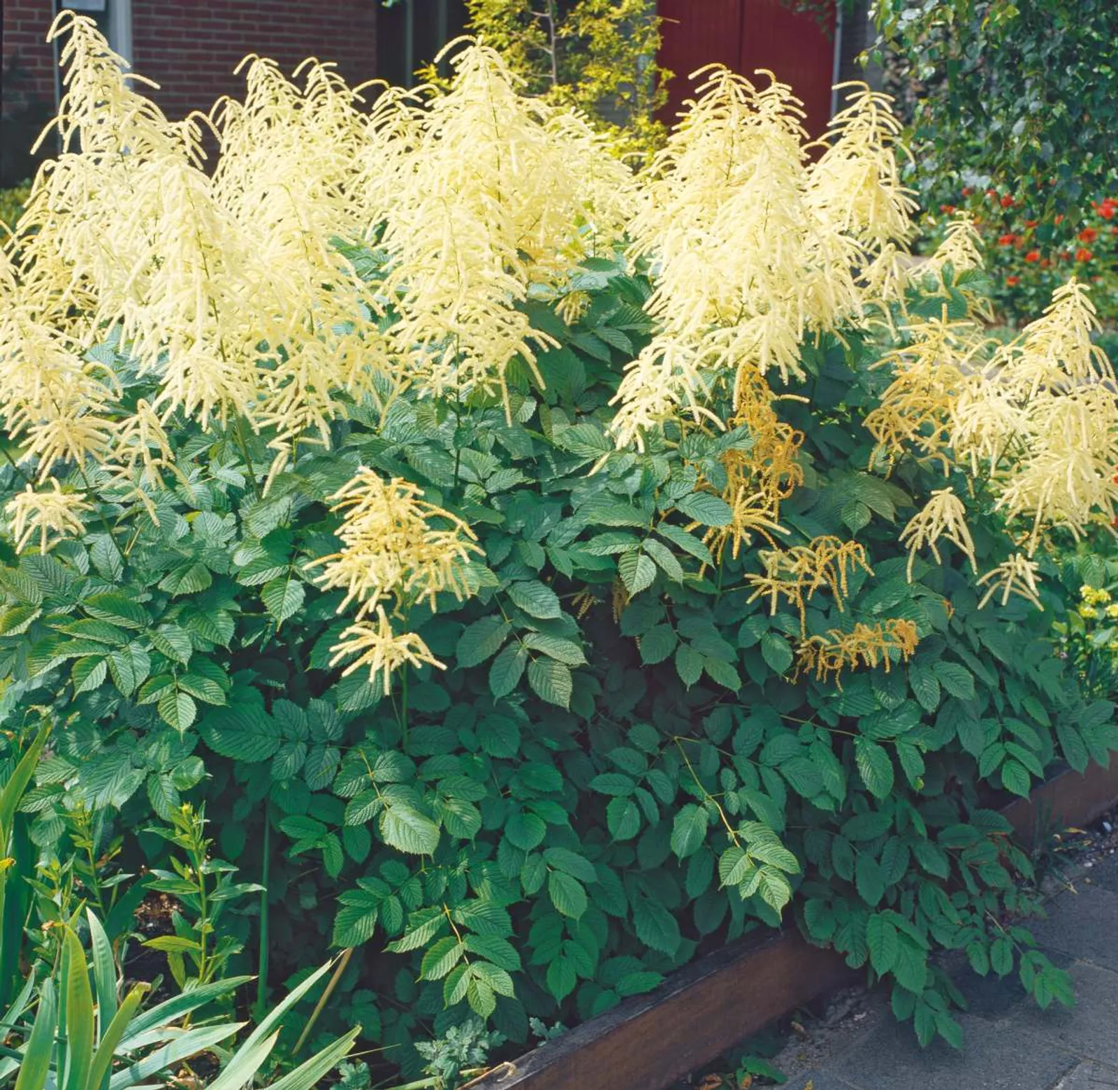 Plymspirea med luftiga vita blomplymer och elegant bladverk, en gracil perenn för rabatter.