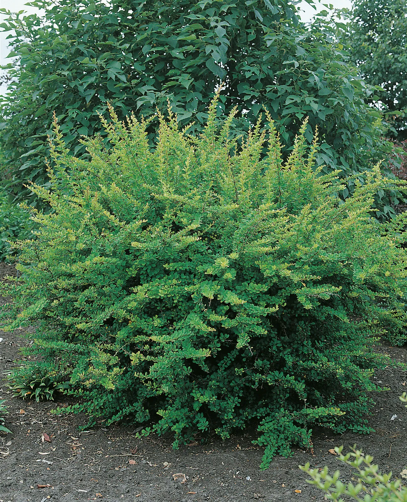 Häckberberis - bild 1
