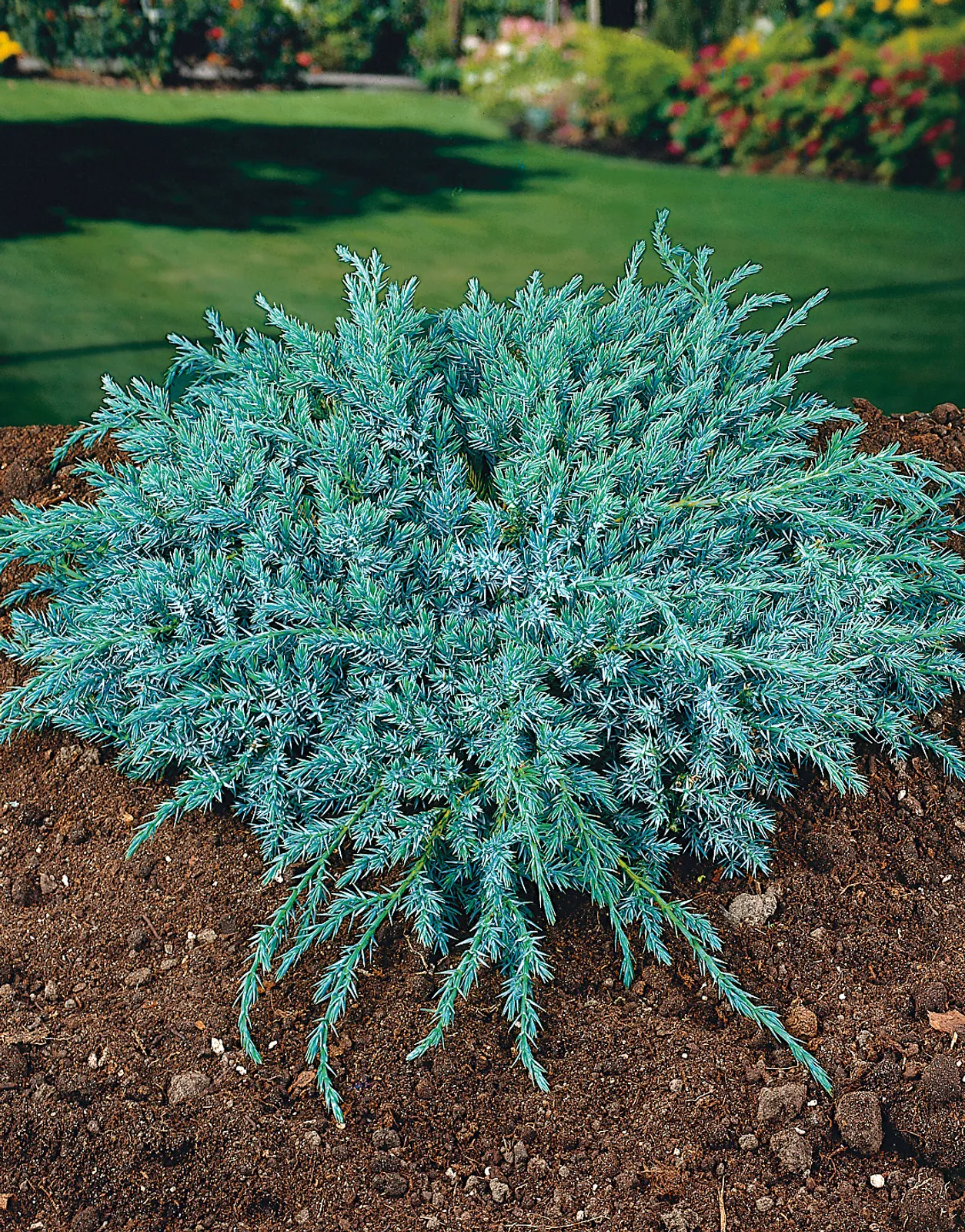 Himalaya-en 'Blue Carpet', 30-40 cm - bild 1