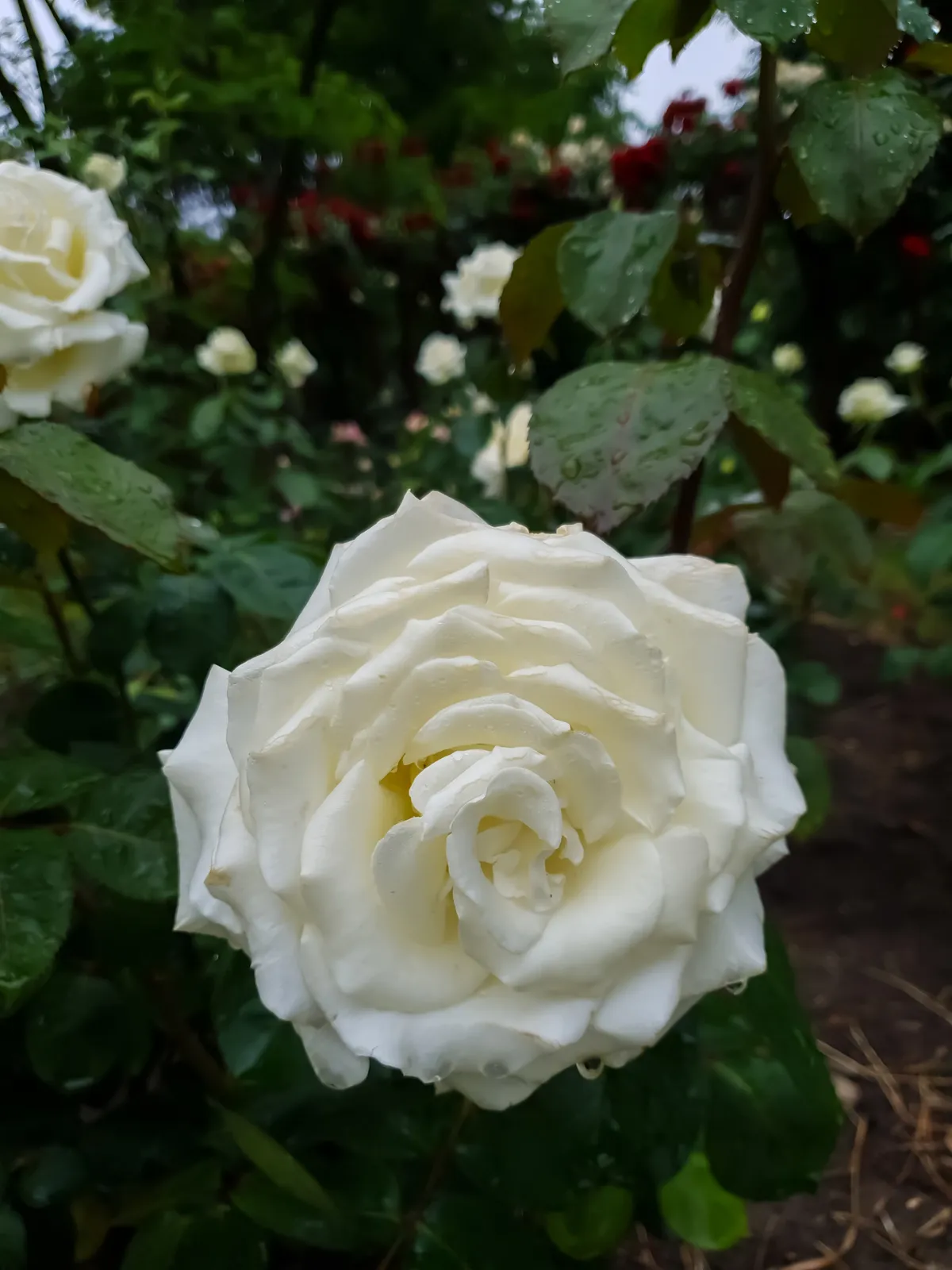 Tehybridros MEMOIRE ('Korzuri') - bild 2