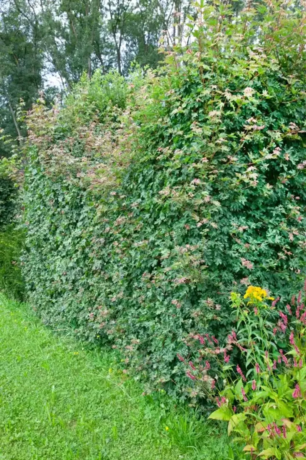 Naverlönn, 50-80 cm — detalj 2