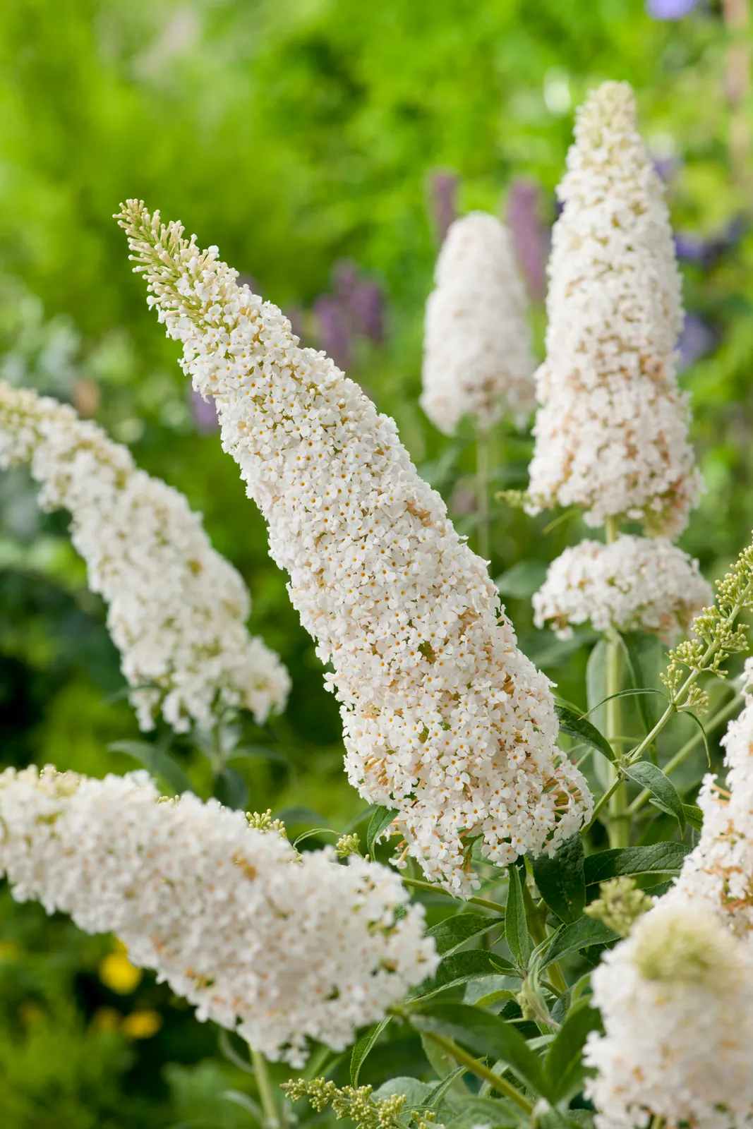 Syrenbuddleja 'White Profusion' - bild 2
