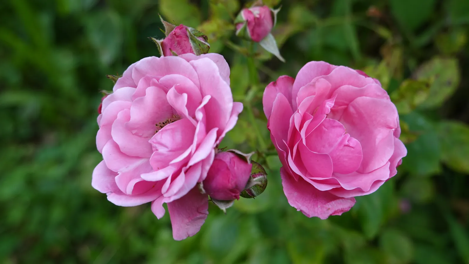 Floribundaros SOFIERO ('Poulsak'PBR) - bild 2