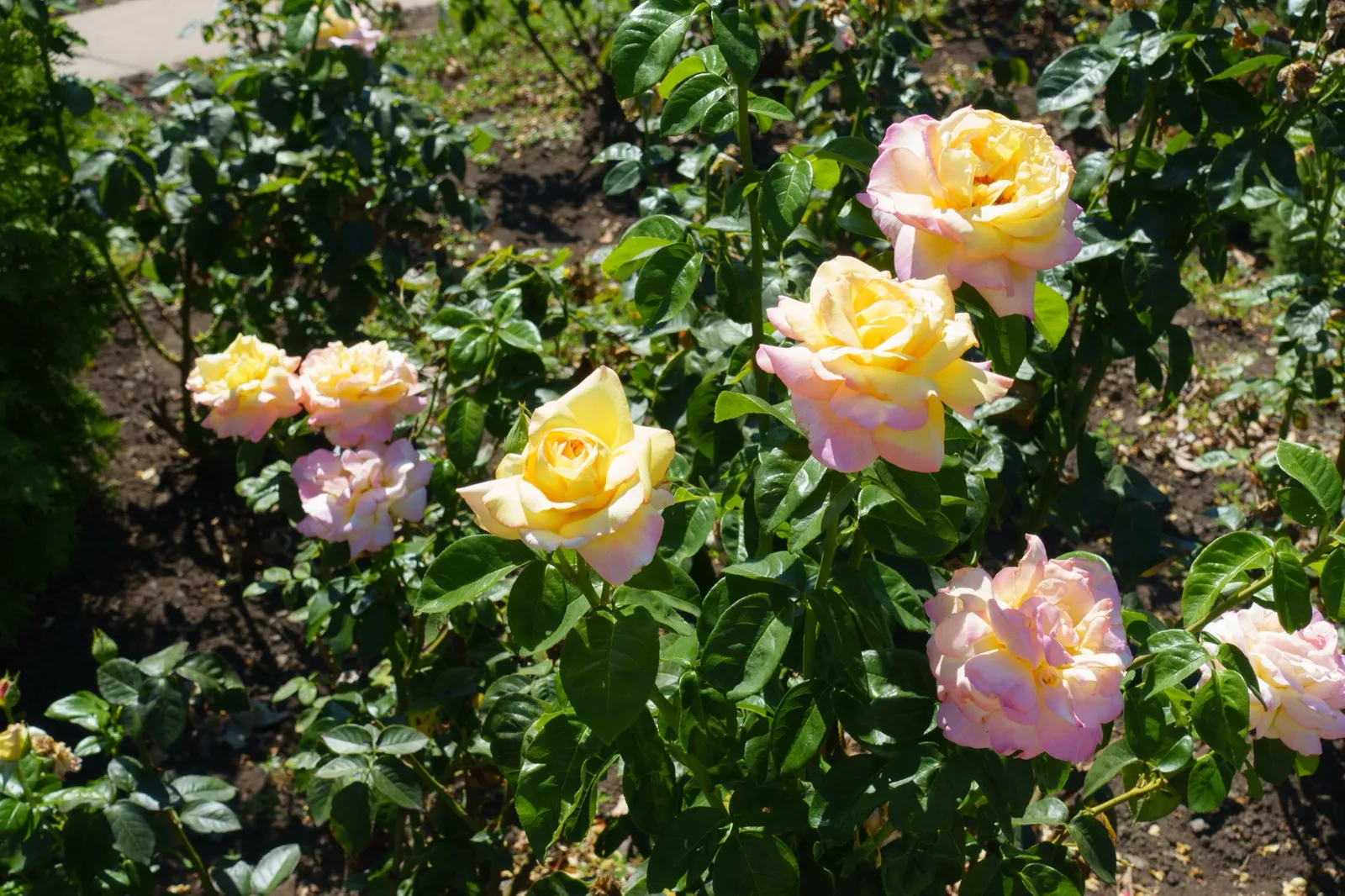 Tehybridros PEACE®, syn. tehybridros 'Mme A. Meilland' - bild 6