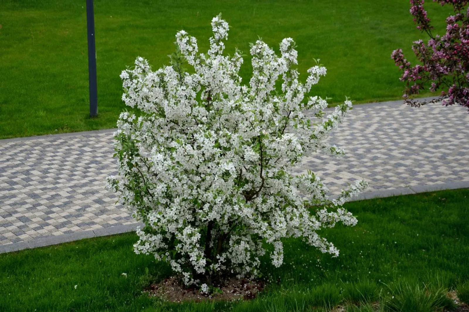 Bukettapel, 20-40 cm — detalj 3