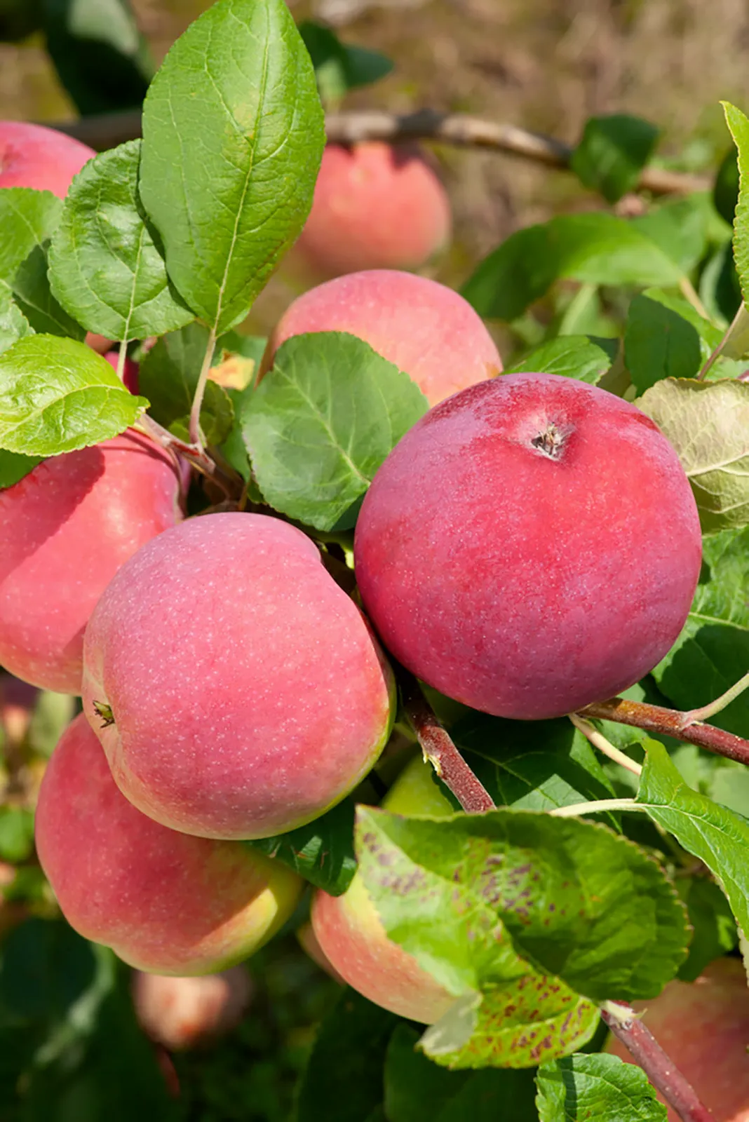 Äpple RÖD MELBA E ('Melred'), inkl. uppbindnings kit - bild 2