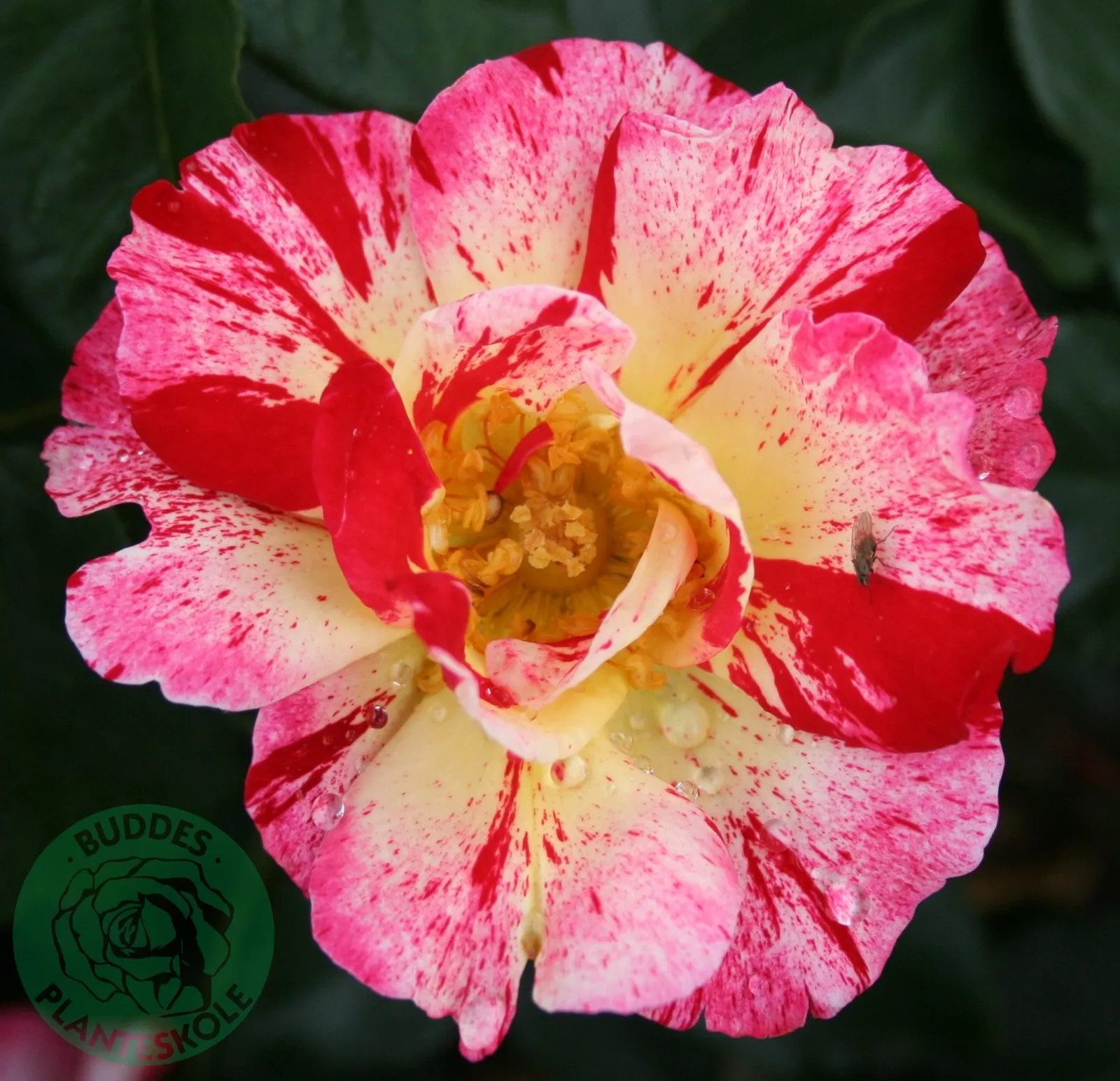 Floribundaros HANKY PANKY® ('Wektorcent') - bild 1