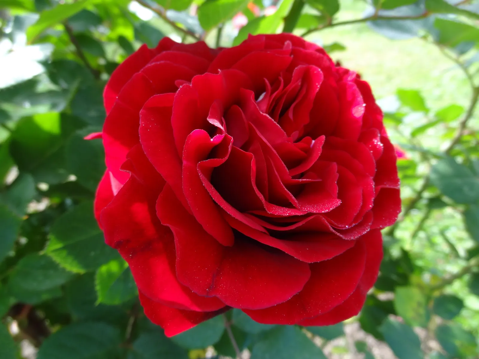 Floribundaros KRONBORG ('Poultry') - bild 2