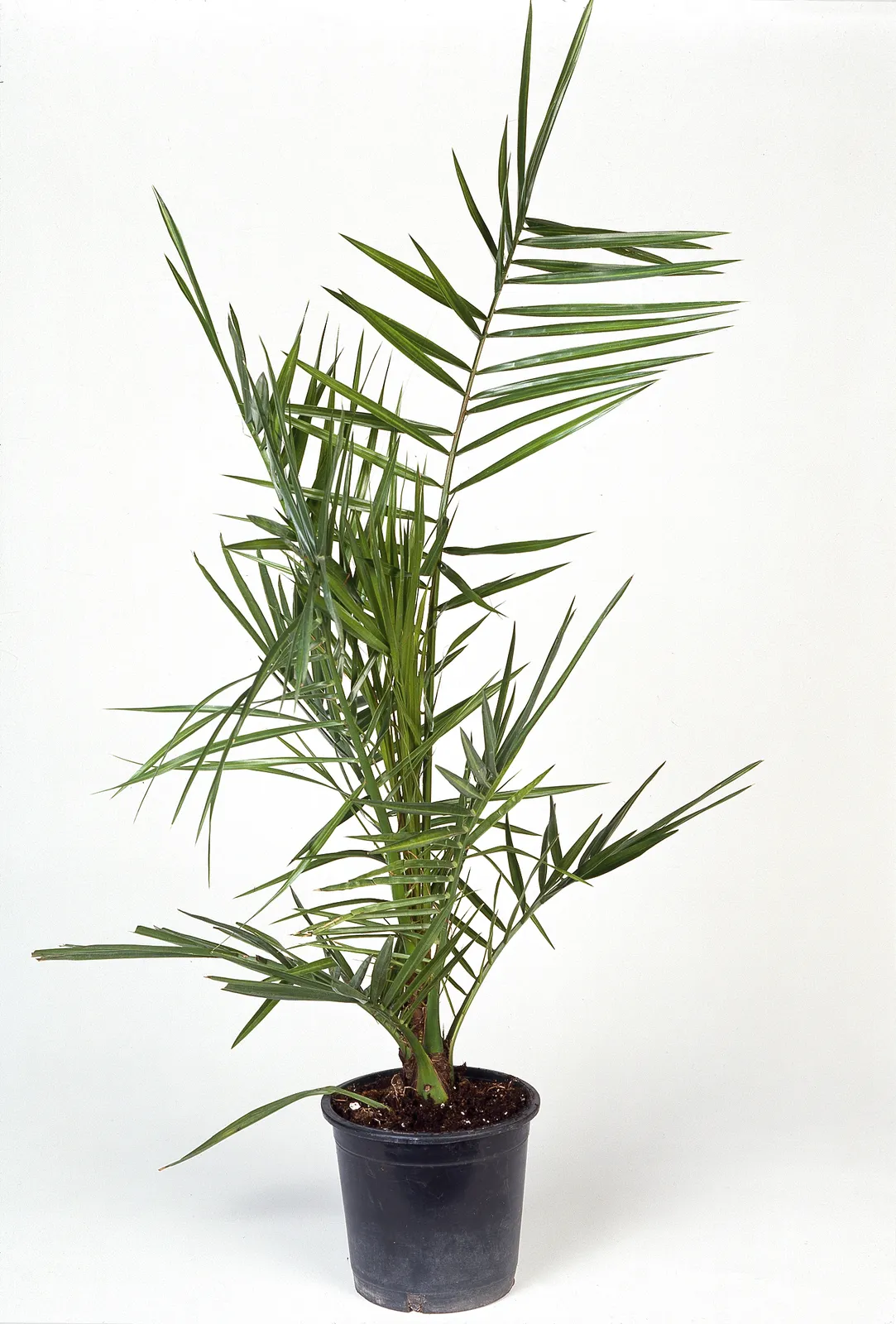 Kanariepalm (kanarisk dadelpalm), 70/80 cm - bild 1
