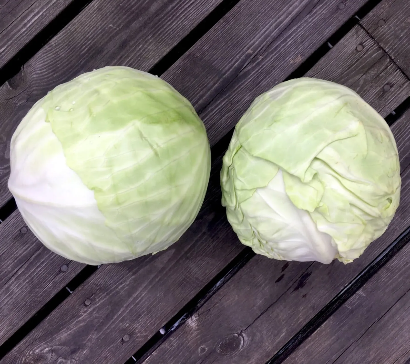Dottenfelder Dauer vitkål frö med rund vitkål med täta blad