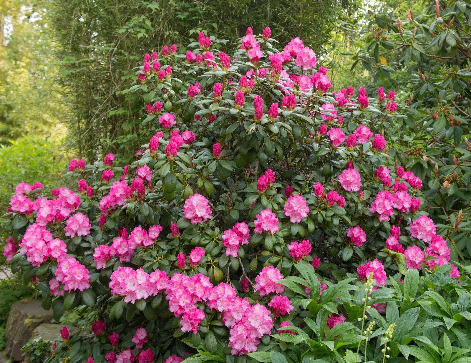 Yakushimanum-rododendron 'Polaris', 25-30 cm - bild 2
