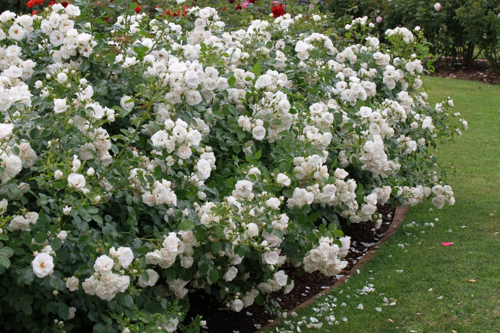 Floribundaros ASPIRIN® ('Taniripsa') - bild 4