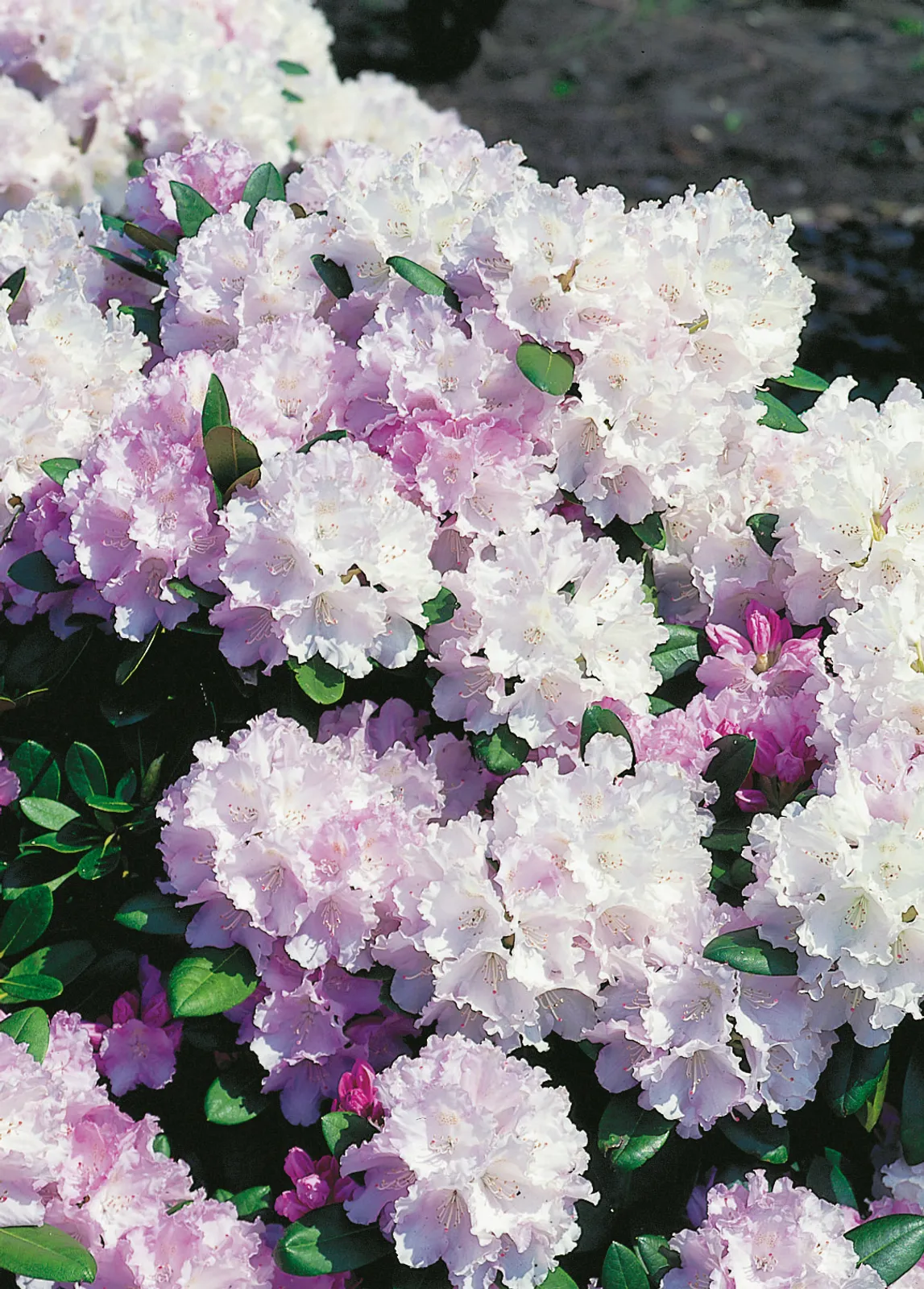 Yakushimanum-rododendron 'Silberwolke', 25-30 cm - bild 1