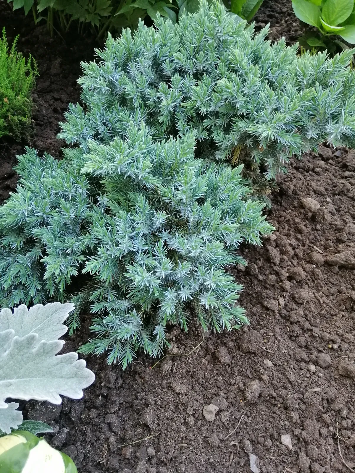 Himalaya-en 'Blue Star', 20-25 cm - bild 4