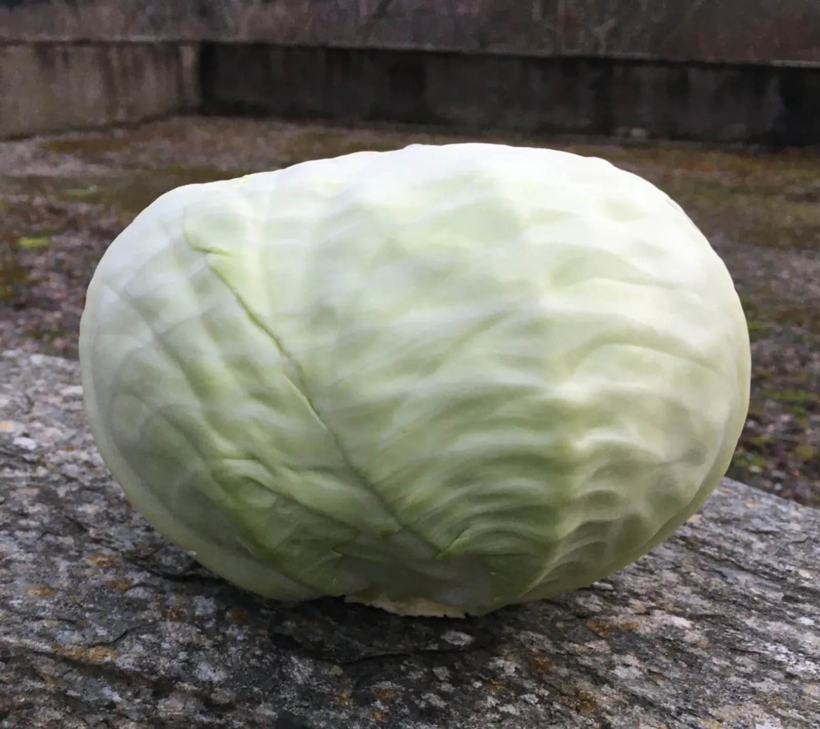 Holsteiner Platter vitkål frö med rund vitkål med täta blad