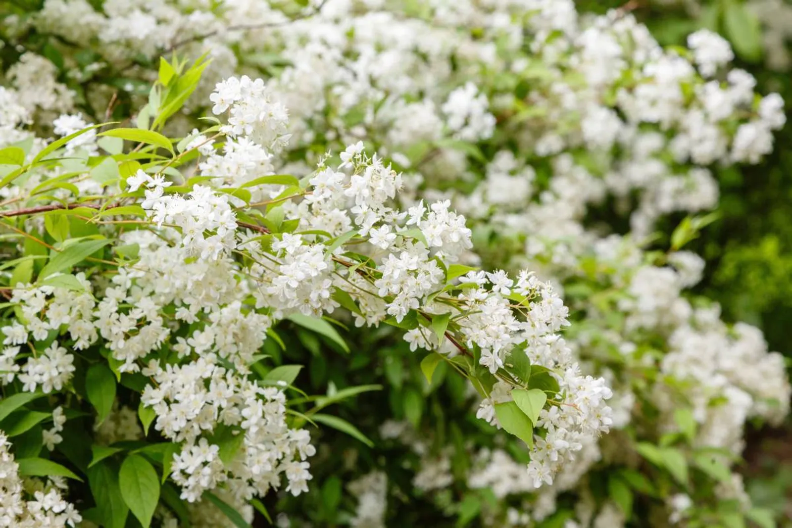 Bruddeutzia, 15-30 cm — närbild