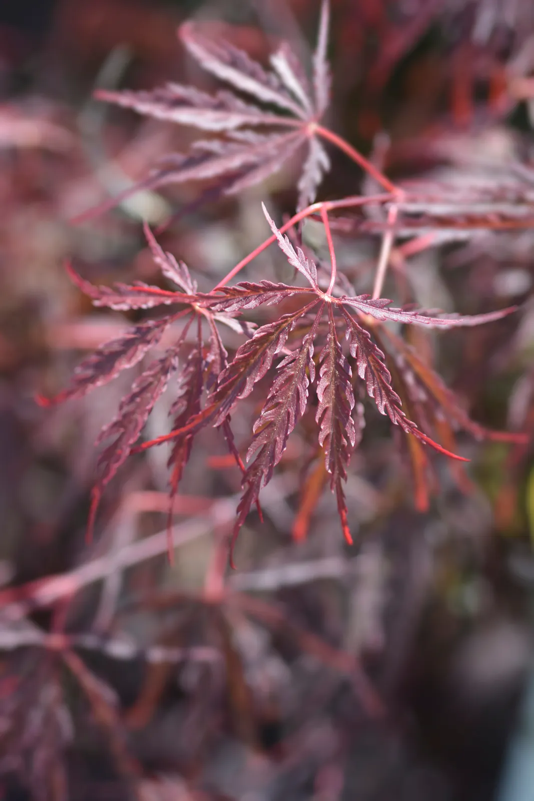 Flikbladig japansk lönn 'Garnet' - bild 6